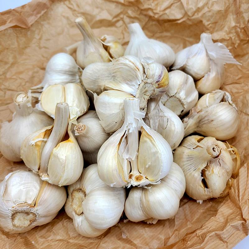 3kg B品 栽培用 ニンニク 青森県産 ホワイト六片 Lサイズ にんにく 球根 種用 吉S DZ