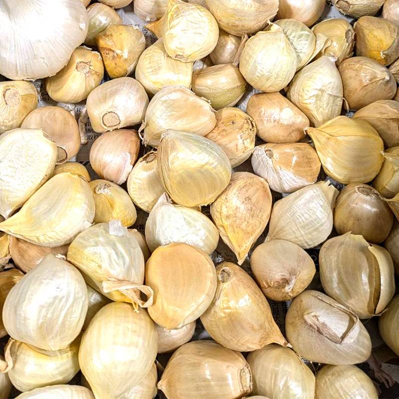 1kg リン片 栽培用 ジャンボニンニク  にんにく 球根 種用 福S 代引不可 産直