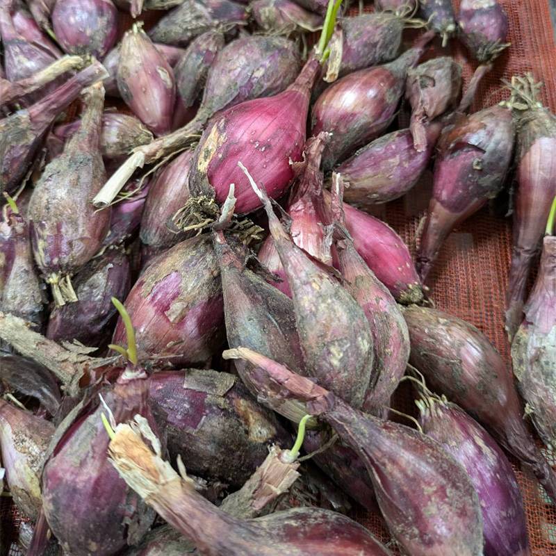 ＼大特価／ 1kg 種ラッキョウ 越のレッド 赤らっきょう 栽培用 家庭菜園 プロ農家 吉S 代引不可 産直 (登録品種名：越のレッド)