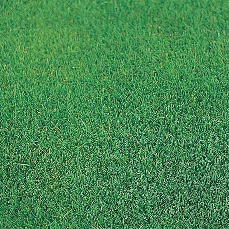 種 1kg グラス ケンタッキーブルーグラス ニューグレード 芝草 緑肥 芝生 芝 タキイ種苗 米S 代引不可 (登録品種名:ニューグレード)