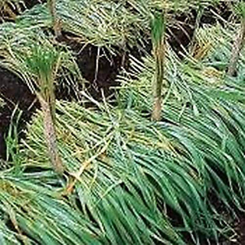 種 1kg えん麦 極早生スプリンター 晩夏まき 酪農 畜産 緑肥 牧草 タキイ種苗 米S 代引不可