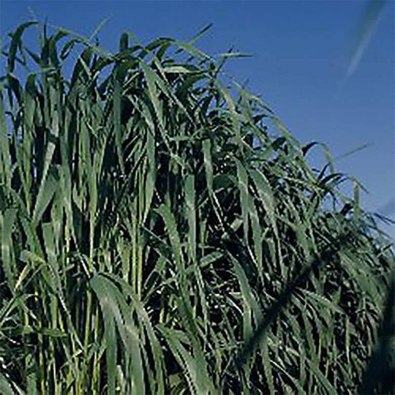 種 1kg えん麦 アムリ2 春まき 秋まき 緑肥 牧草 タキイ種苗 米S 代引不可