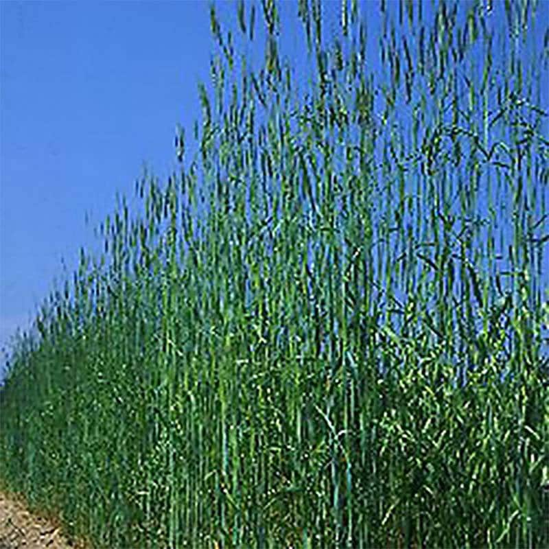 種 1kg らい麦 キングライ麦 ライ麦 秋まき主体 酪農 畜産 緑肥 牧草 タキイ種苗 米S 代引不可 (登録品種名:キングライ麦)