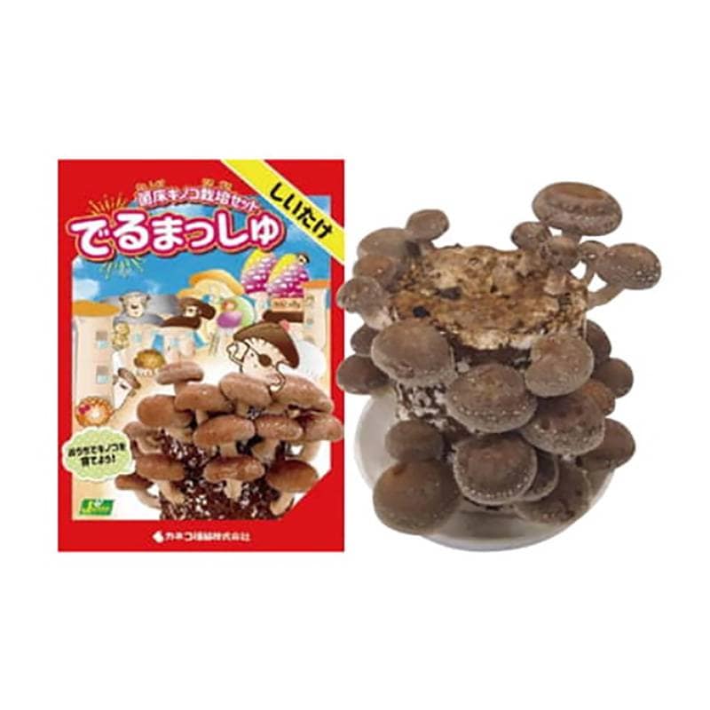 菌床きのこ栽培セット でるまっしゅ しいたけ カネコ種苗 栽培キット 椎茸 シイタケ キノコ栽培 DZ  (登録品種名：菌王1号)