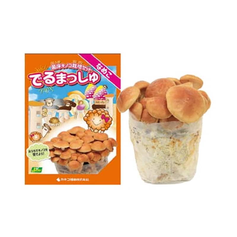 菌床きのこ栽培セット でるまっしゅ なめこ カネコ種苗 ナメコ 栽培キット キノコ栽培 DZ