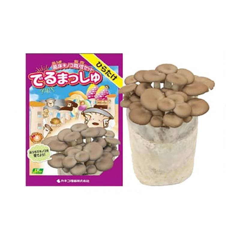 菌床きのこ栽培セット でるまっしゅ ひらたけ カネコ種苗 ヒラタケ 平茸 栽培キット キノコ栽培 DZ