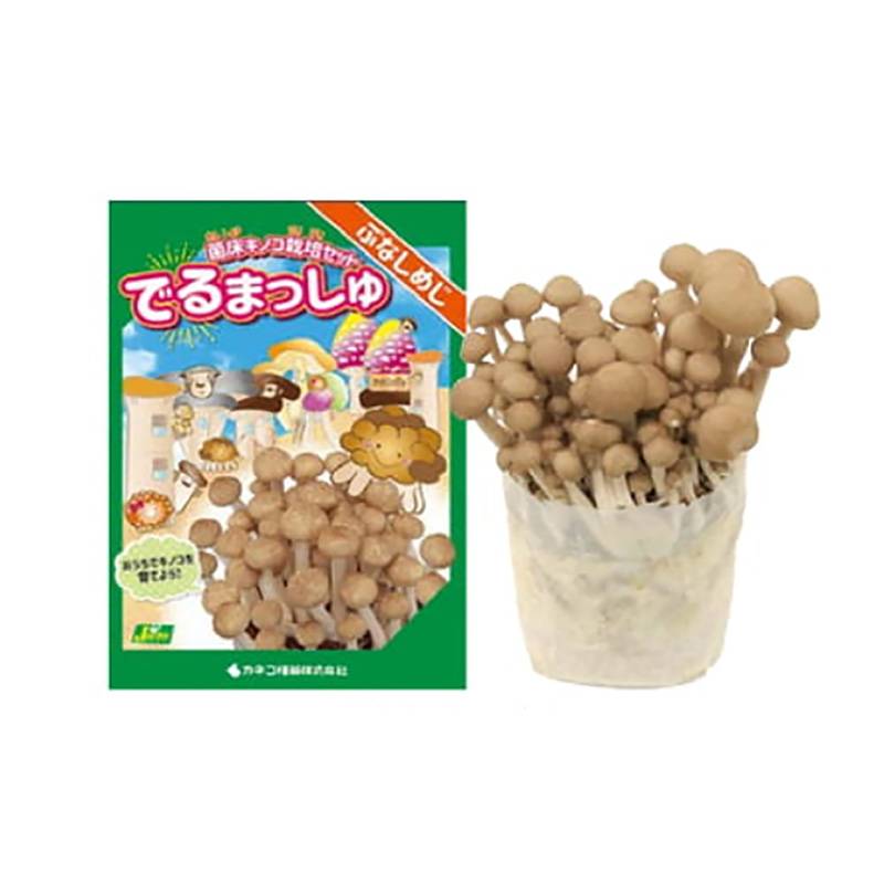 菌床きのこ栽培セット でるまっしゅ ぶなしめじ カネコ種苗 ブナシメジ しめじ 栽培キット キノコ栽培 DZ