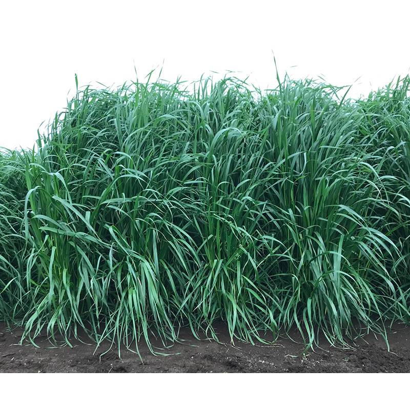 種 1kg イタリアンライグラス たちモン 晩生 雪印種苗 米S 代引不可 登録品種名:たちモン 海外持出禁止 農林水産大臣公示有 農研機構・雪印種苗共同育成品種