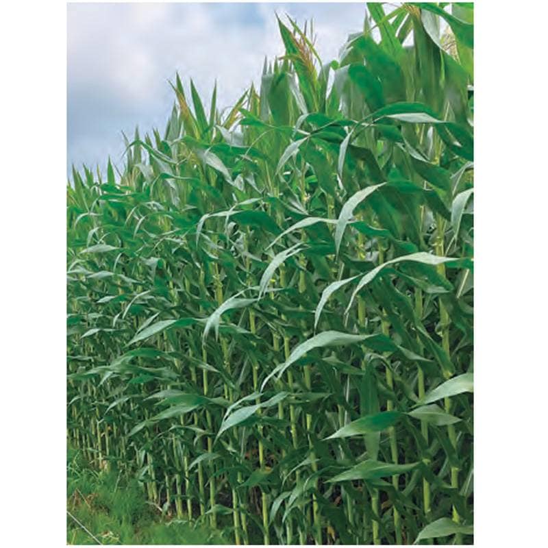 種 3500粒 トウモロコシ スノーデント 凄夏 SM6343 中生 飼料作物 とうもろこし 雪印種苗 米S 代引不可 登録品種名:SM6343