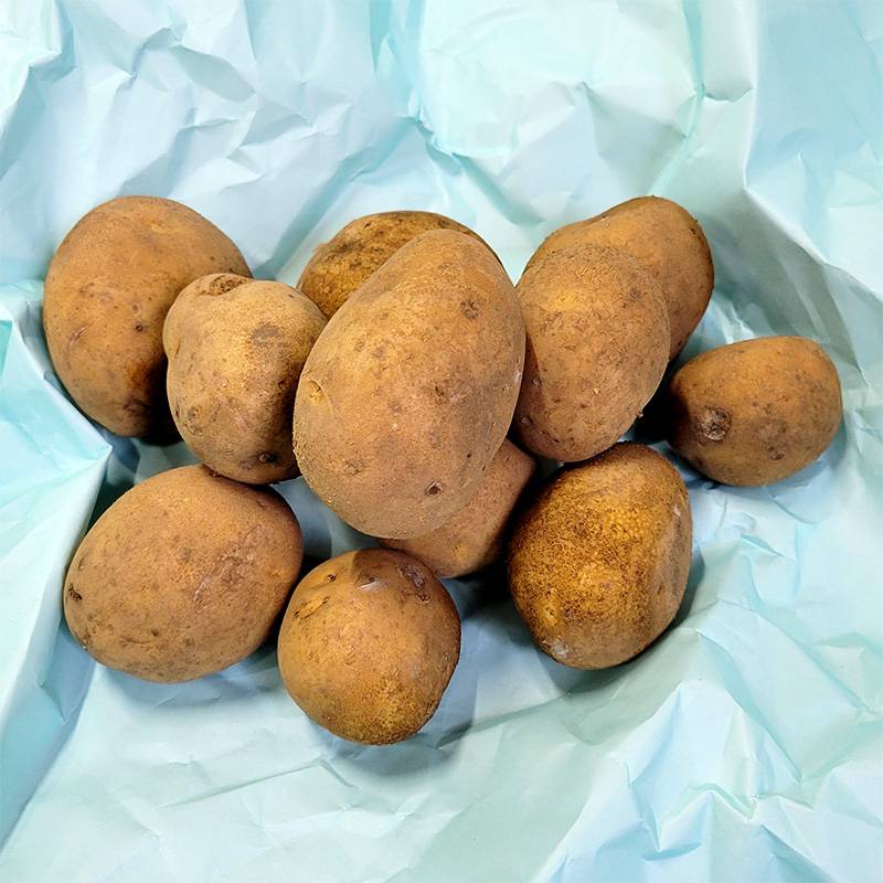 ＼最終大特価／ 3kg 種芋 十勝こがね 混玉 B品 ジャガイモ じゃがいも栽培用 吉S DZ (登録品種名:十勝こがね) 