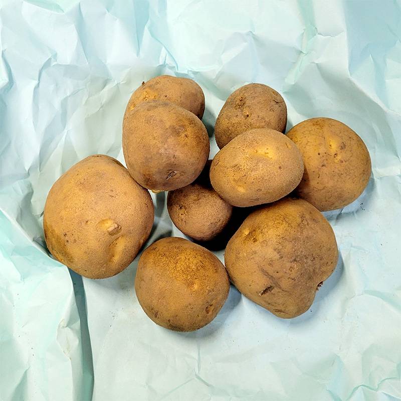 1kg 種芋 キタカムイ 混玉 ジャガイモ じゃがいも栽培用 吉S DZ (海外持出禁止 登録品種名:キタカムイ 農林水産省品種登録:第19543号)