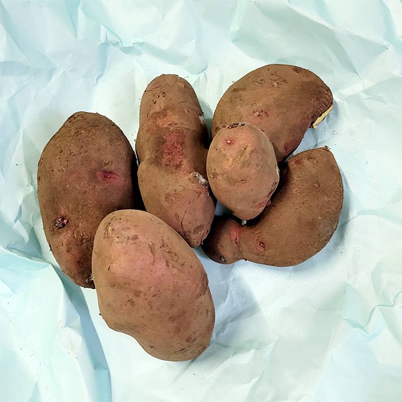 1kg 種芋 レッドムーン 混玉 ジャガイモ PVP じゃがいも栽培用 吉S DZ (登録品種名:レッド ムーン)