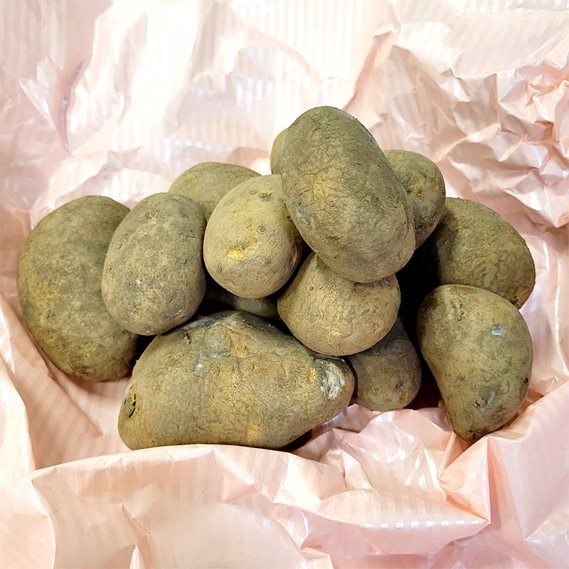 1kg 種芋 北海こがね 混玉 ジャガイモ じゃがいも栽培用 吉S DZ (登録品種名:ホッカイコガネ)