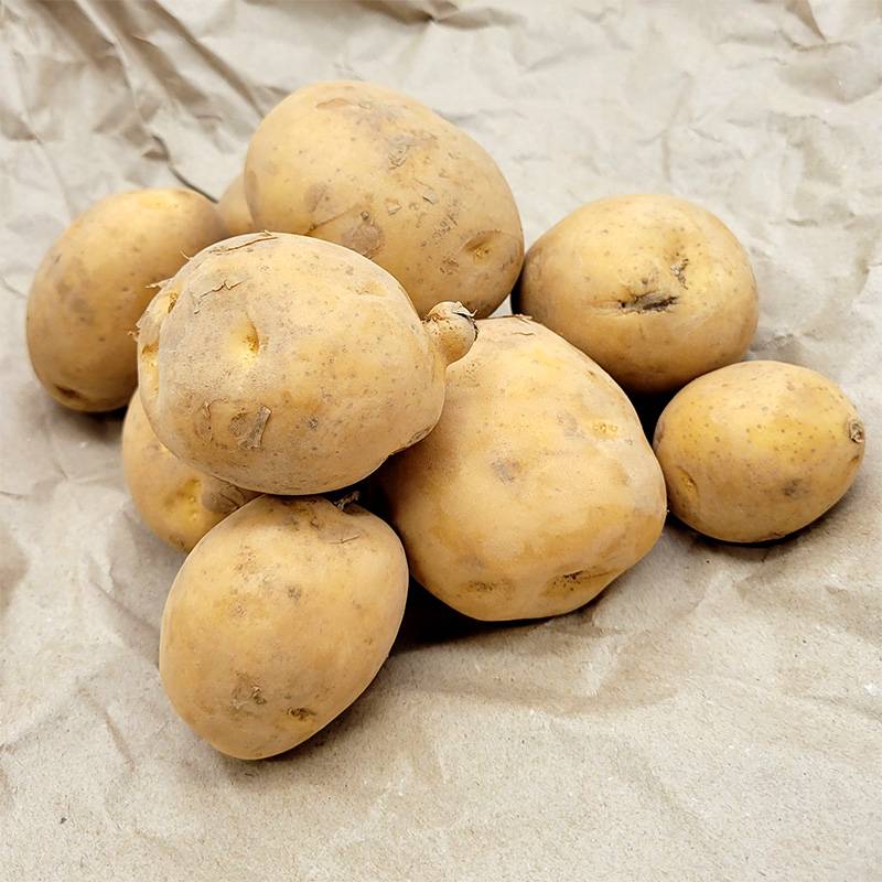 20kg 種芋 デジマ 混玉 出島 ジャガイモ じゃがいも栽培用 福S 代引不可 産直