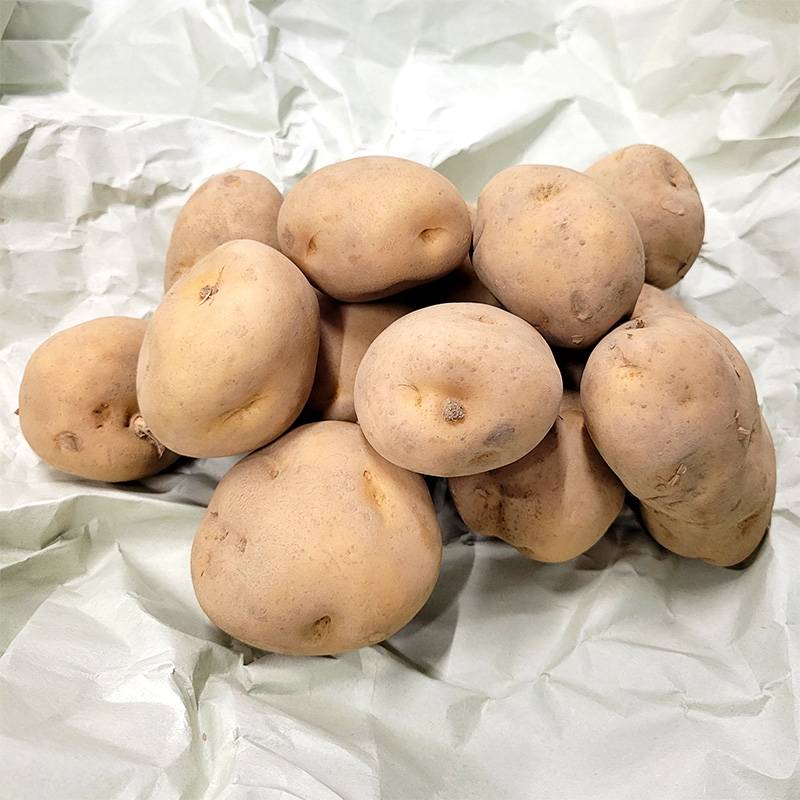 5kg 種芋 男爵 M玉 ジャガイモ じゃがいも栽培用 吉S DZ (登録品種名:男爵)