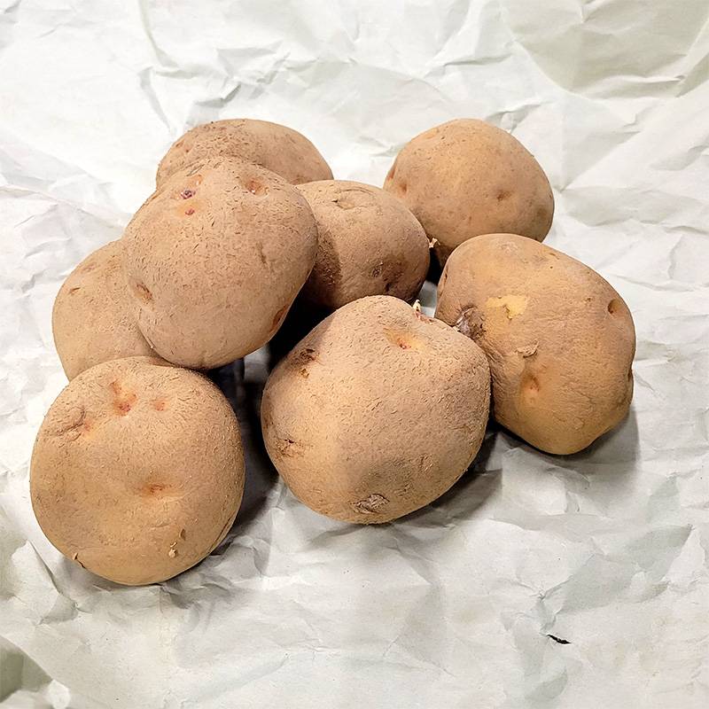 1kg 種芋 キタアカリ L玉 ジャガイモ じゃがいも栽培用 吉S DZ (登録品種名:キタアカリ)