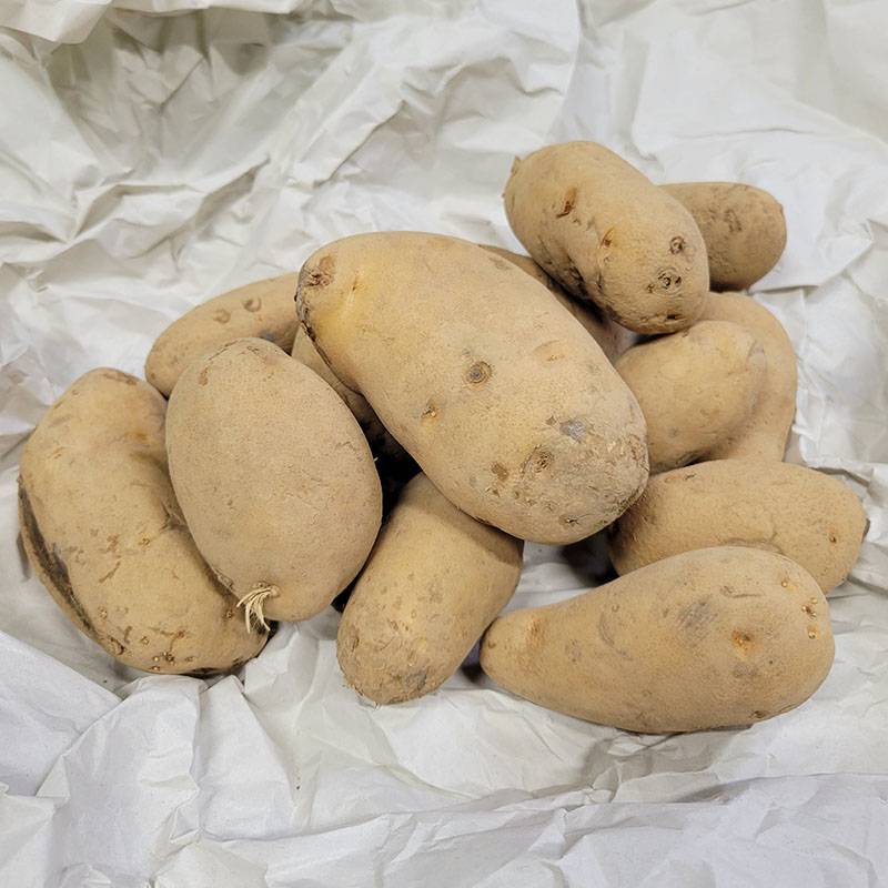 1kg 種芋 メークイン 混玉 B品 ジャガイモ じゃがいも栽培用 吉S DZ