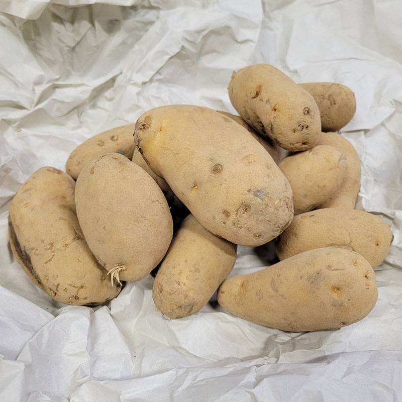 10kg 種芋 メークイン 混玉 B品 ジャガイモ じゃがいも栽培用 吉S DZ