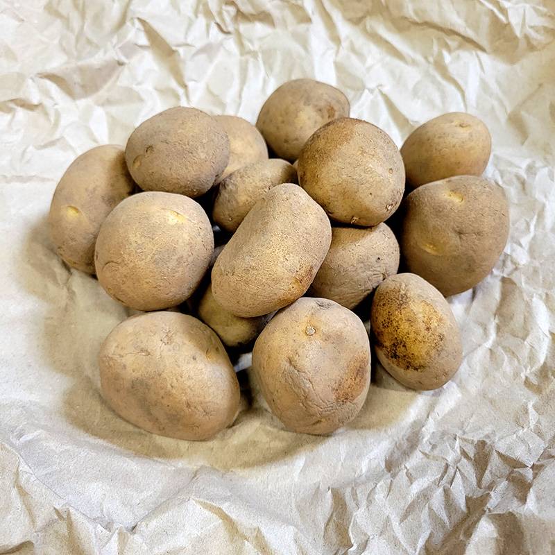 10kg 種芋 十勝こがね 混玉 ジャガイモ じゃがいも栽培用 吉S DZ (登録品種名:十勝こがね) 
