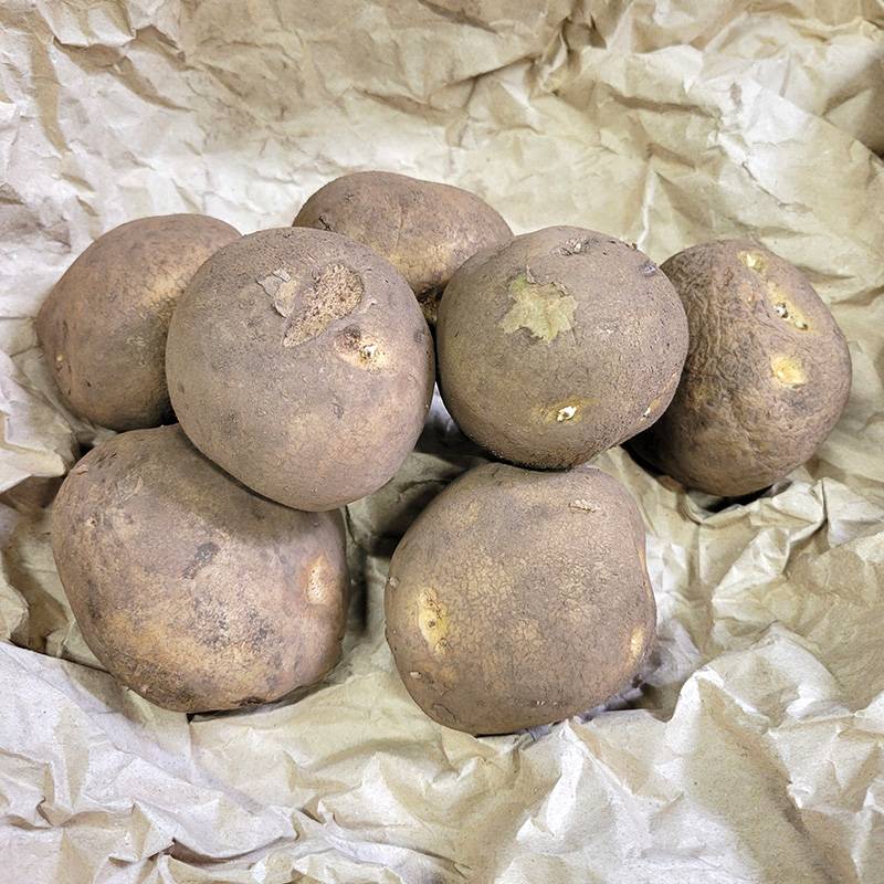 1kg 種芋 キタカムイ L玉 ジャガイモ じゃがいも栽培用 吉S DZ (海外持出禁止 登録品種名:キタカムイ 農林水産省品種登録:第19543号)
