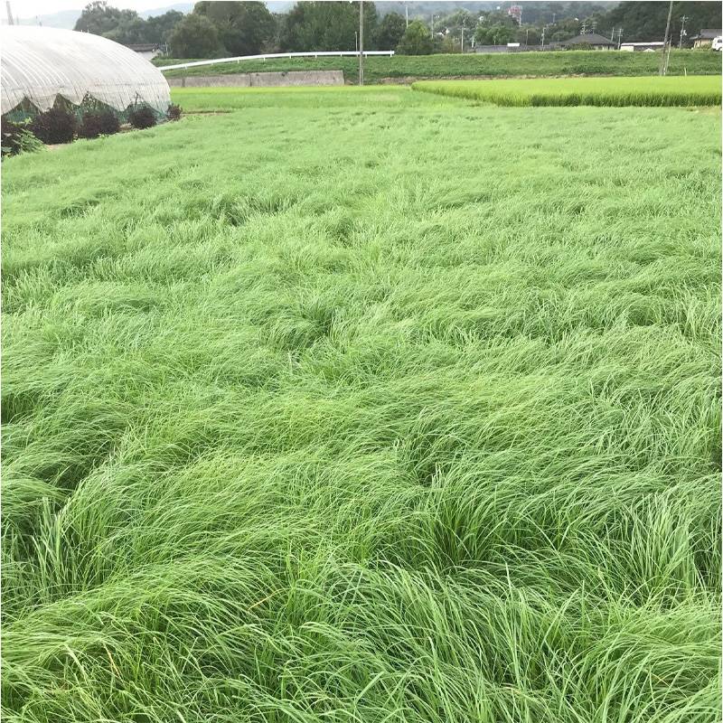 種 1kg テフグラス リーフガン ボーナス コート種子 極早生 飼料 雪印種苗 米S 代引不可 品種名:ボーナス