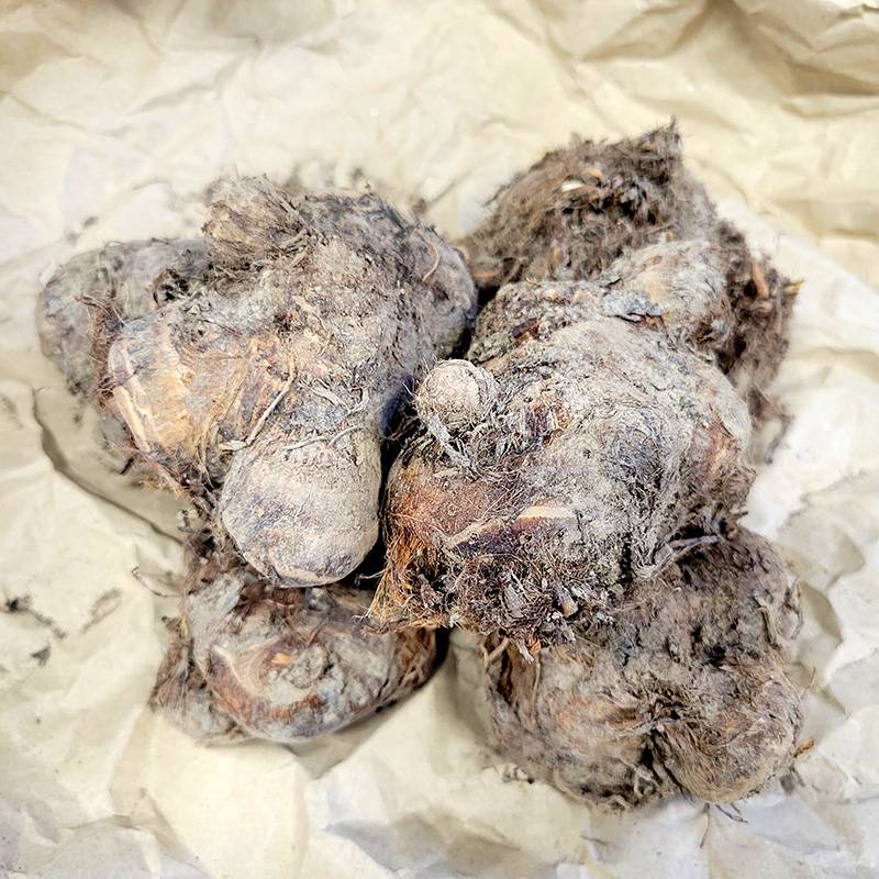 1kg 八ツ頭 栽培用種芋 里芋 (赤ズイキ 皮むき不要 細茎 赤茎) ヤツガシラ やつがしら 八頭 八ッ頭 里芋 種芋 栽培用 吉SDZ