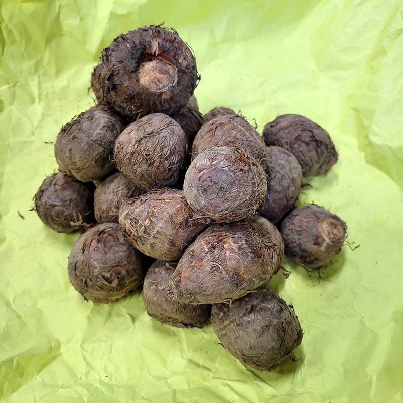 3kg 種芋 石川早生 混玉 富山県産 いしかわわせ サトイモ 里芋 栽培用 吉S DZ