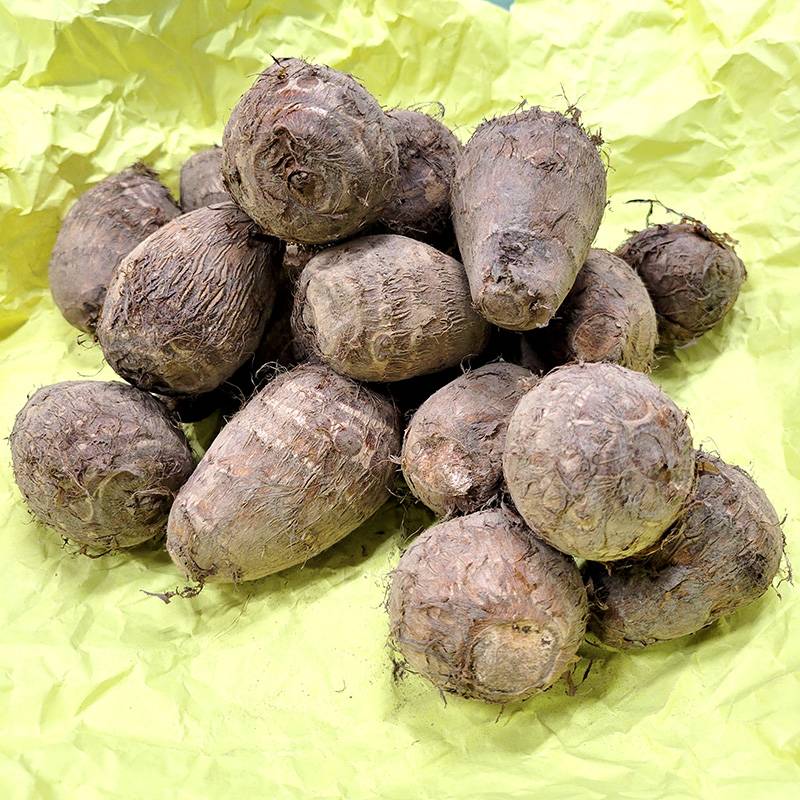 ＼大特価／ 3kg 種芋 大和 M玉 富山県産 ヤマト 大和早生 サトイモ 里芋 栽培用 吉S DZ