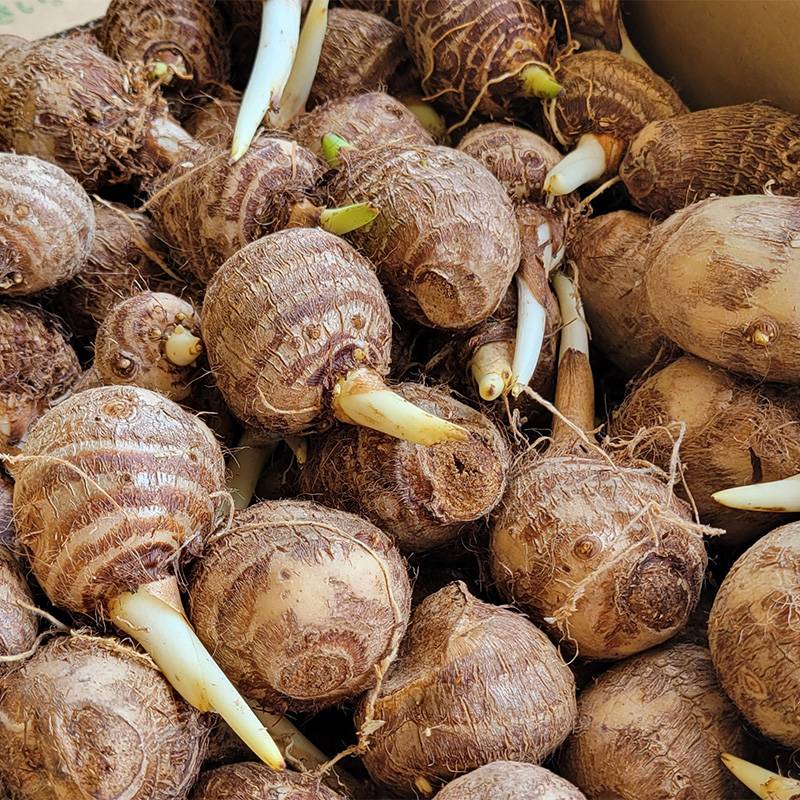 ＼大特価／ 5kg 芽出し土垂 Mサイズ 佐藤政行種苗 里芋 栽培用 さといも タネイモ 種芋 家庭菜園 栽培用 吉S DZ