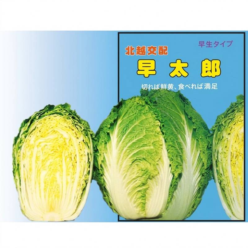 種子 20ml ハクサイ 早太郎 北越交配 栽培用 野菜タネ 野菜種子 野菜のタネ 白菜 北越農事 D