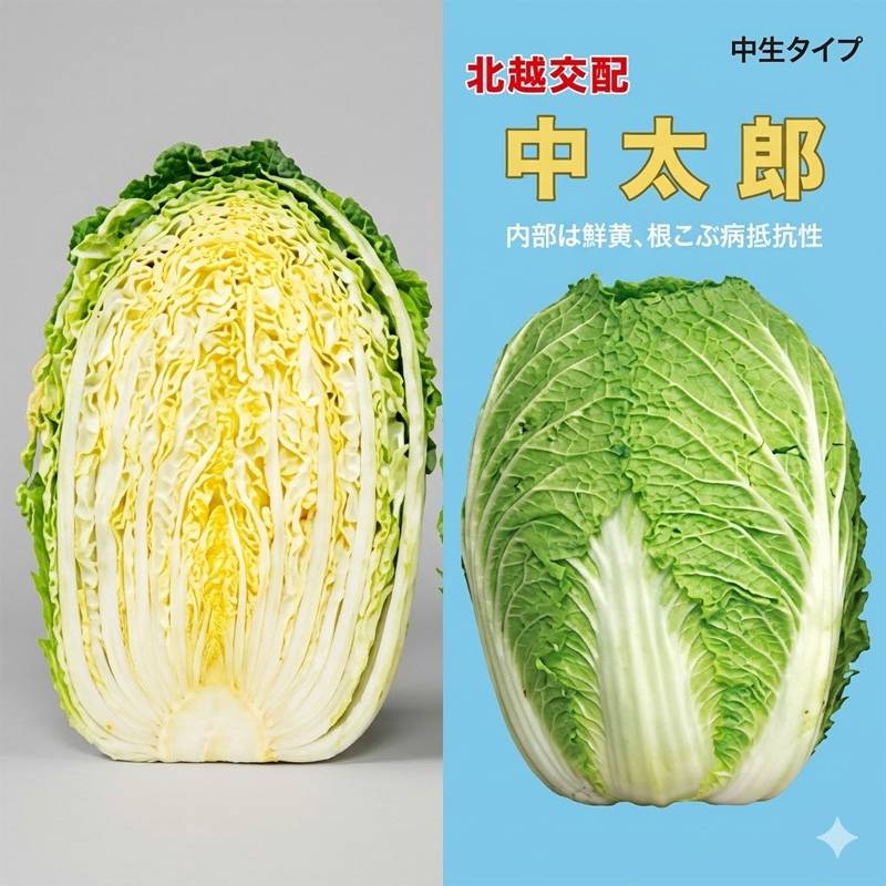 種子 20ml ハクサイ 中太郎 北越交配 栽培用 野菜タネ 野菜種子 野菜のタネ 白菜 北越農事 D