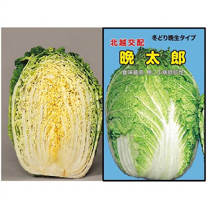 種子 20ml ハクサイ 晩太郎 北越交配 栽培用 野菜タネ 野菜種子 野菜のタネ 白菜 北越農事 D