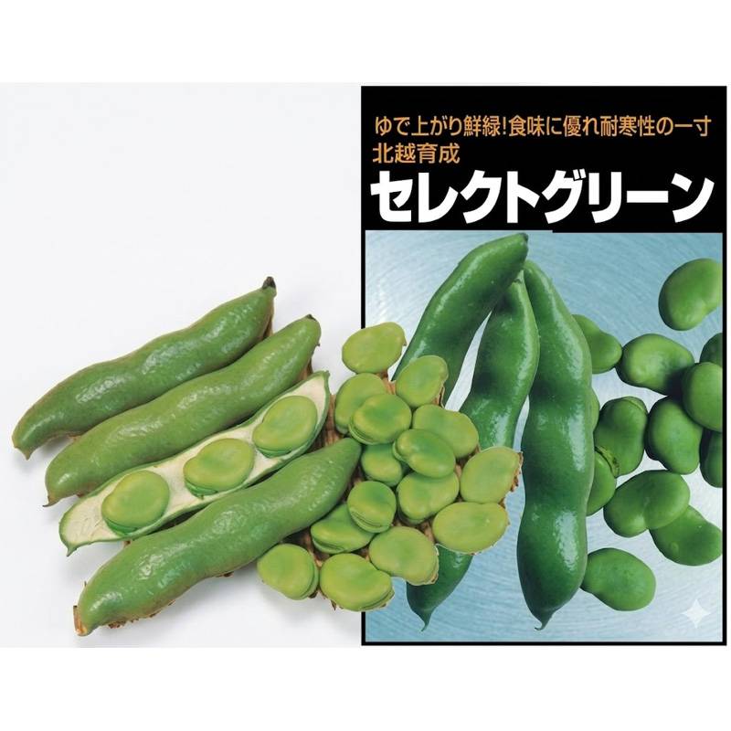 種子 1L ソラマメ 蚕豆 セレクトグリーン 北越交配 栽培用 野菜タネ 野菜種子 野菜のタネ 北越農事 D