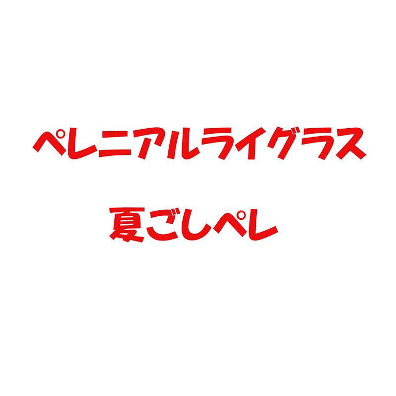 種 1kg PVP ペレニアルライグラス 夏ごしペレ 晩生 緑化用 雪印種苗 米S 代引不可 (登録品種名:夏ごしペレ 海外持出禁止 農林水産省品種登録：第29981号)