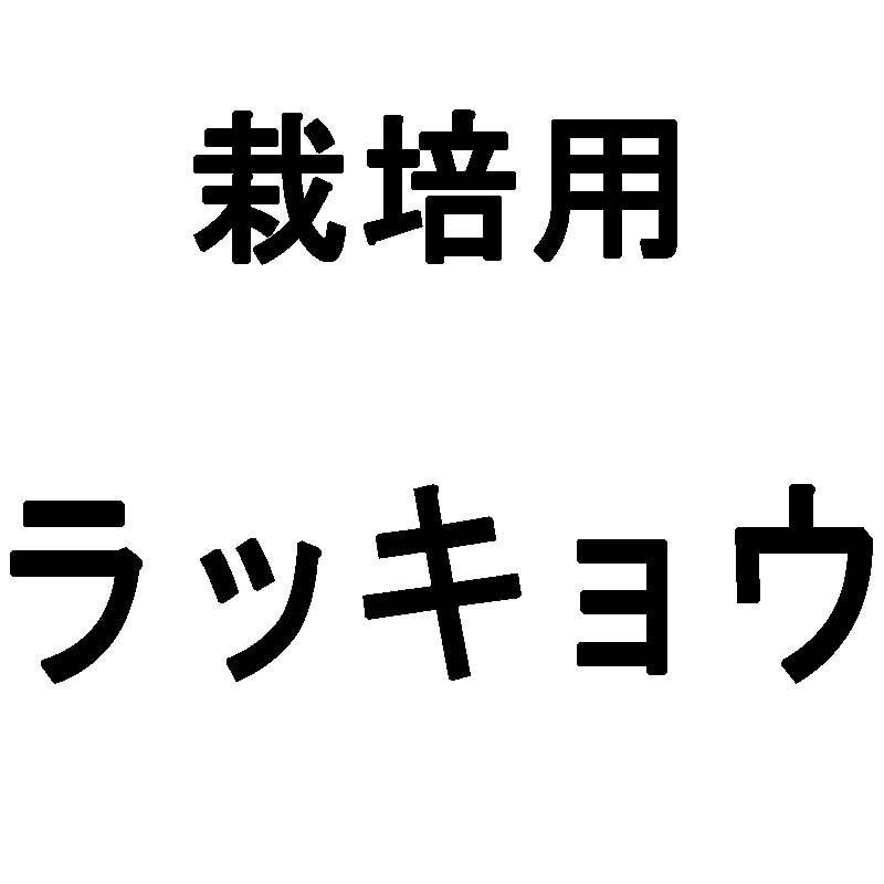 500g 種ラッキョウ 栽培用 米S 代引不可