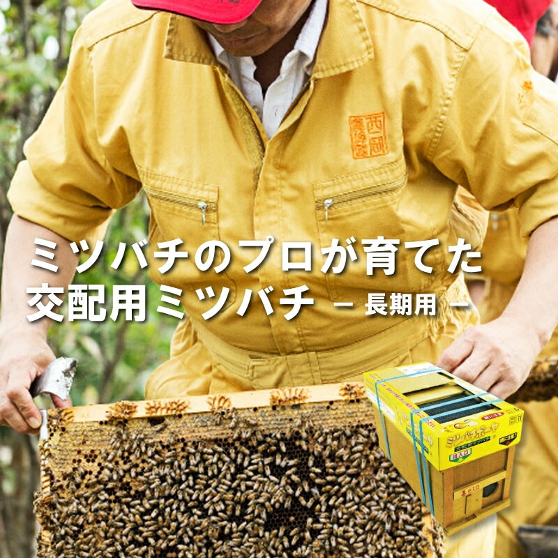 ミツバチ 受粉用 ミツバチボーヤ6000 長期 交配用 女王蜂付 蜜蜂 6000匹 花粉 交配 授粉 蜂 はち スイカ メロン ピーマン ナス イチゴ 西岡養蜂園 タS 代引不可