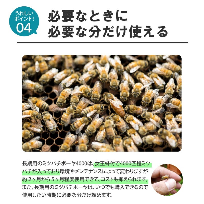ミツバチ 受粉用 ミツバチボーヤ4000 長期 交配用 女王蜂付 蜜蜂 4000匹 花粉 交配 授粉蜂 はち スイカ メロン ピーマン ナス イチゴ 西岡養蜂園 タS 代引不可