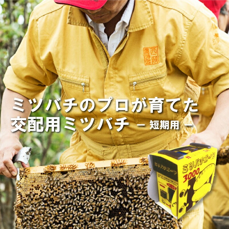ミツバチ 受粉用 ミツバチボーヤ3000 短期 交配用 女王蜂なし 蜜蜂 3000匹 花粉 交配 授粉 蜂 スイカ メロン ピーマン ナス イチゴ 西岡養蜂園 タS 代引不可