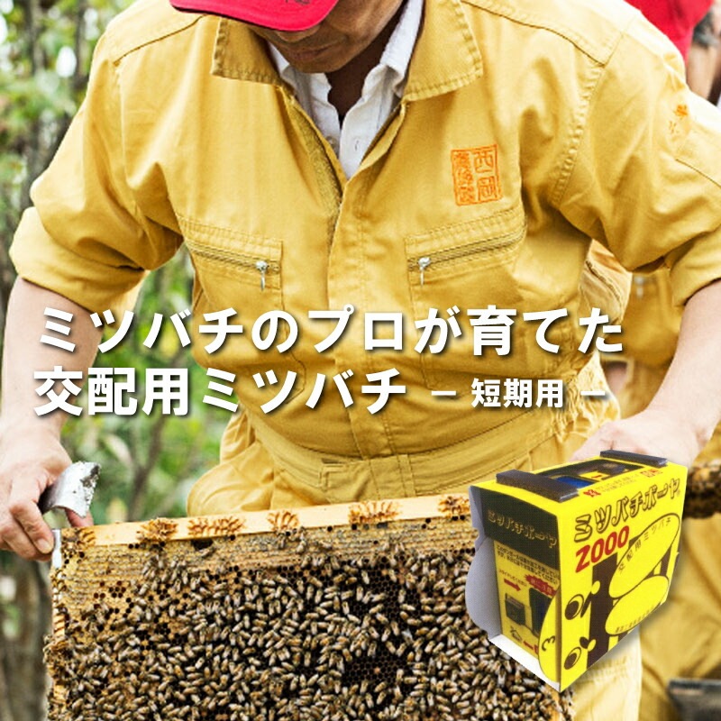 ミツバチ 受粉用 ミツバチボーヤ2000 短期 交配用 女王蜂なし 蜜蜂 2000匹 花粉 交配 授粉 蜂 スイカ メロン ピーマン ナス イチゴ 西岡養蜂園 タS 代引不可