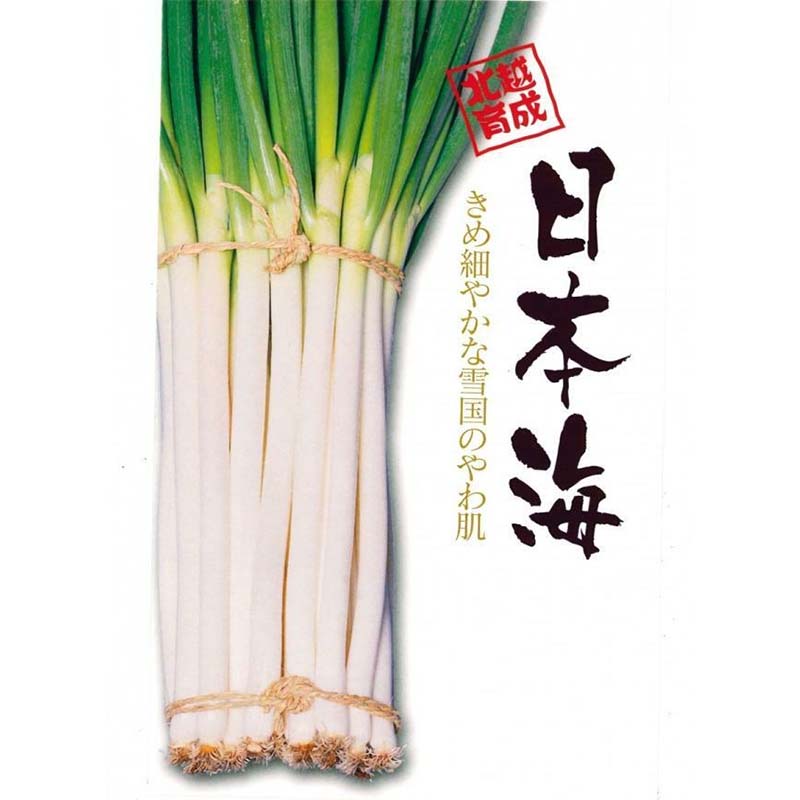 種子 20ml ネギ 日本海 北越育成 栽培用 野菜タネ 野菜種子 野菜のタネ 葱 長ネギ 葉物 北越農事 D