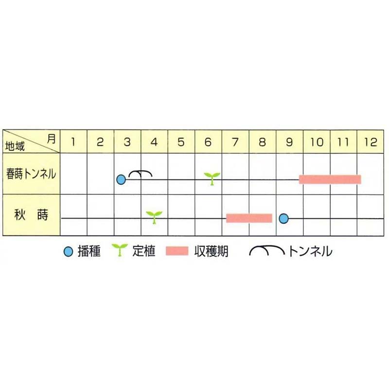 種子 20ml ネギ 日本海 北越育成 栽培用 野菜タネ 野菜種子 野菜のタネ 葱 長ネギ 葉物 北越農事 D