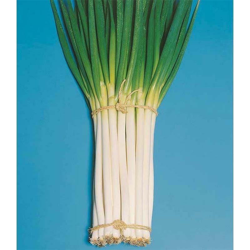 種子 20ml ネギ 日本海 北越育成 栽培用 野菜タネ 野菜種子 野菜のタネ 葱 長ネギ 葉物 北越農事 D