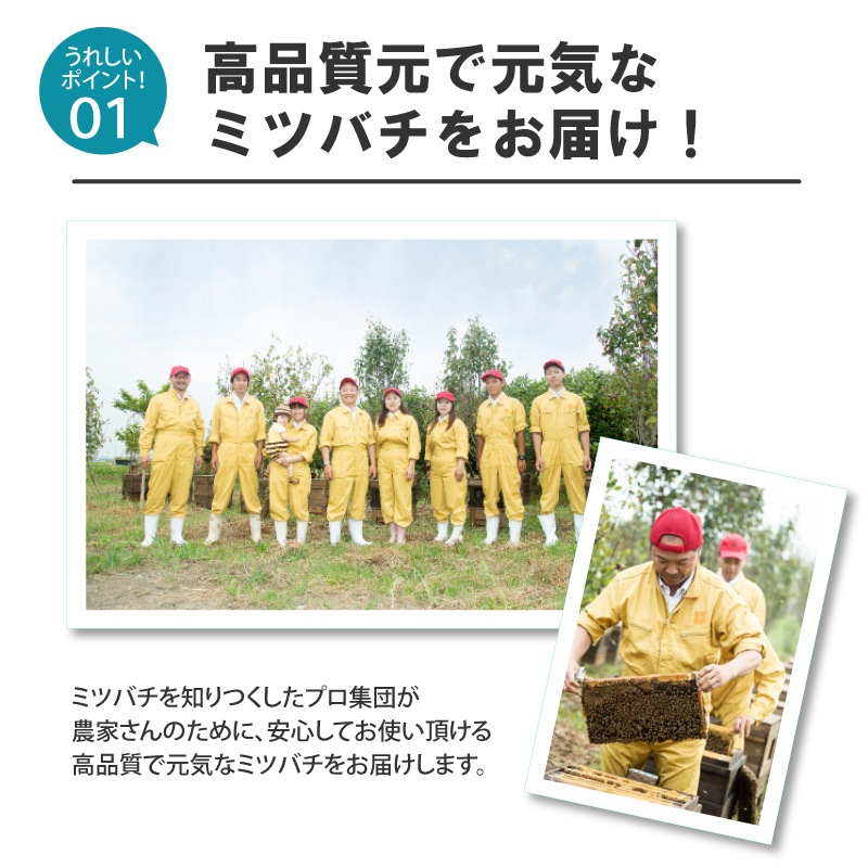 ミツバチ 受粉用 ミツバチボーヤ1000 短期 交配用 女王蜂なし 蜜蜂 1000匹 花粉 交配 授粉 蜂 スイカ メロン ピーマン ナス イチゴ 西岡養蜂園 タS 代引不可