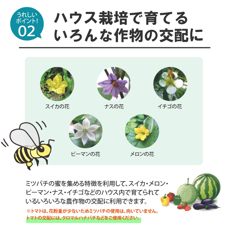 ミツバチ 受粉用 ミツバチボーヤ1000 短期 交配用 女王蜂なし 蜜蜂 1000匹 花粉 交配 授粉 蜂 スイカ メロン ピーマン ナス イチゴ 西岡養蜂園 タS 代引不可