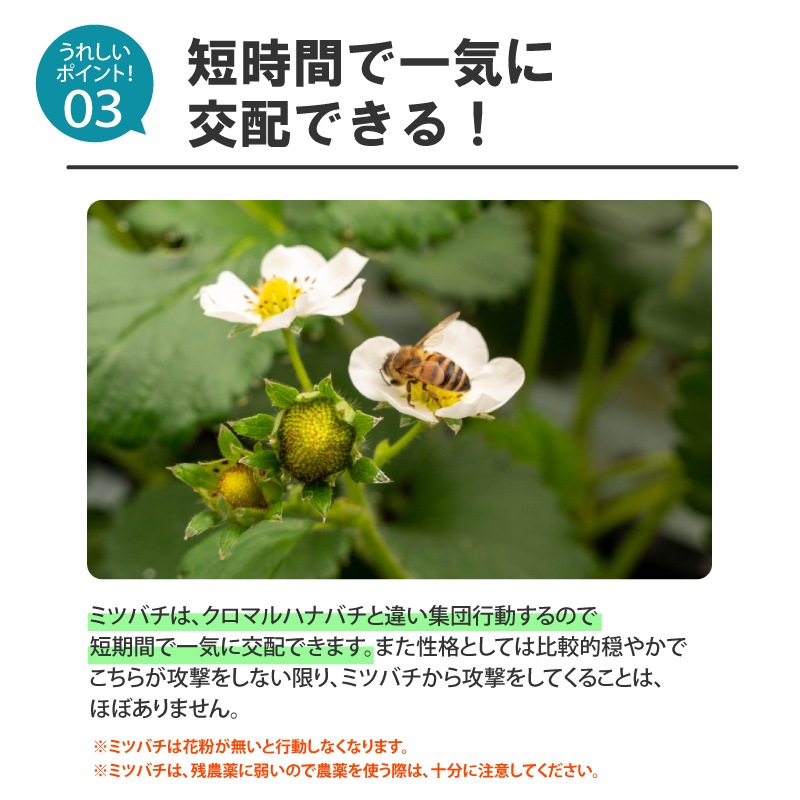 ミツバチ 受粉用 ミツバチボーヤ1000 短期 交配用 女王蜂なし 蜜蜂 1000匹 花粉 交配 授粉 蜂 スイカ メロン ピーマン ナス イチゴ 西岡養蜂園 タS 代引不可