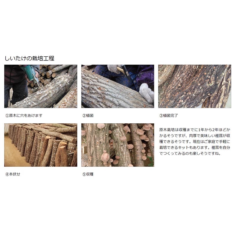 No.45 しいたけビット ラセン型 9mm 45-090 丸軸 椎茸 種菌 穴あけ 螺旋 ドリル スターエム 三冨D