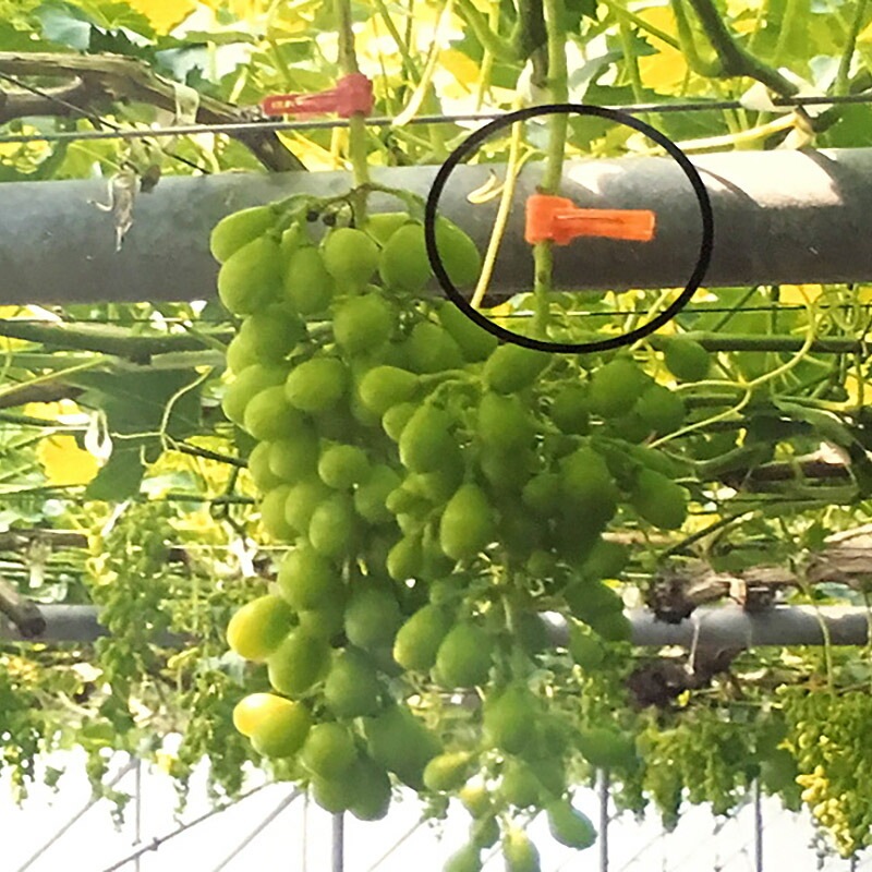 200個×10箱 接木フレンド イエロー 黄 接木用 クリップ 接ぎ木 ナス科用 ウリ科用 兼用 ジベレリン処理 摘粒 摘房 目印 日本ピアレス工業 送料無料 カ施 DZ