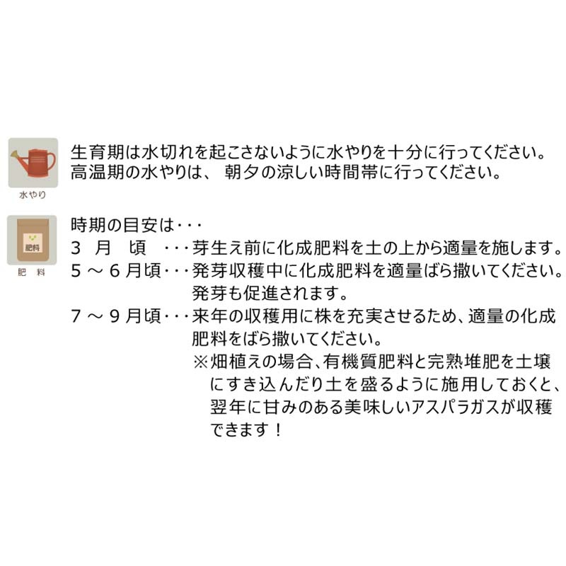 アスパラガス苗 超特大サイズ L株 ウェルカム 栽培用 (登録品種名：ウェルカム) 吉S DZ