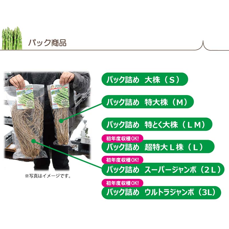 アスパラガス苗 超特大サイズ L株 ウェルカム 栽培用 (登録品種名：ウェルカム) 吉S DZ