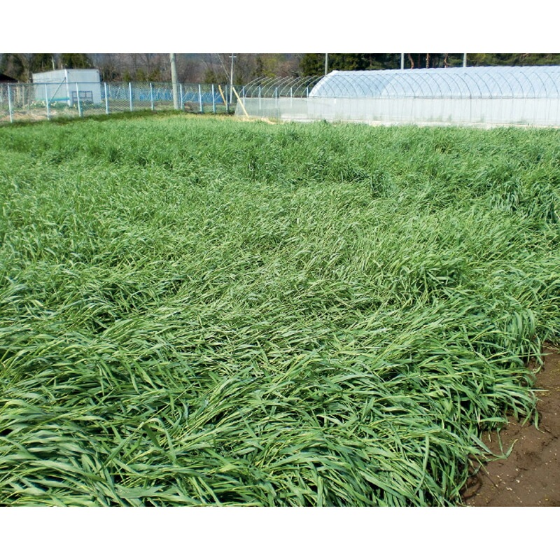 種 1kg×5袋 緑肥用ライ麦 晩生 らい麦 罹病防止 雪耐性 冬越 抑制 酪農 畜産 緑肥 牧草 タキイ種苗 米S 代引不可 (登録品種名:緑肥用ライ麦(晩生))